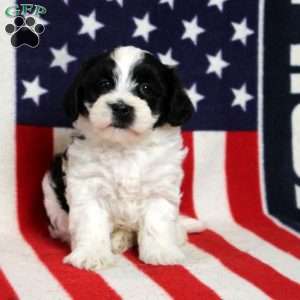 Jersey, Morkie-Poo Puppy